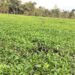 Nepali Tea Production Company Won Gold Medals At Competition In China